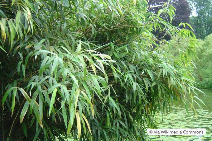 Air mancur payung bambu (Fargesia nitida)