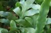 Fern as a houseplant: 13 popular species