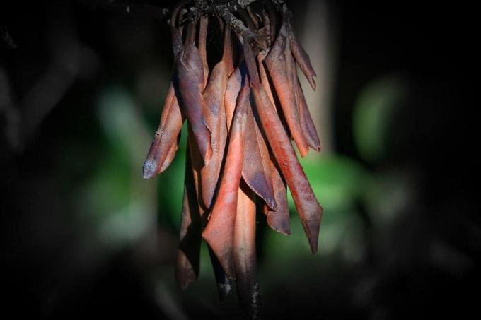 Pakkaskuivuus: Rhododendron (Rhododendron)