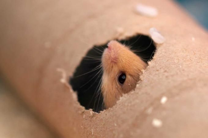Mouse in cardboard tube