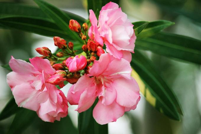Рожеві квіти олеандру