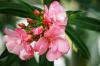 Pruning oleanders: timing & procedure