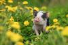 מיני חזירים בגינה: עצות לשמירה עליהם