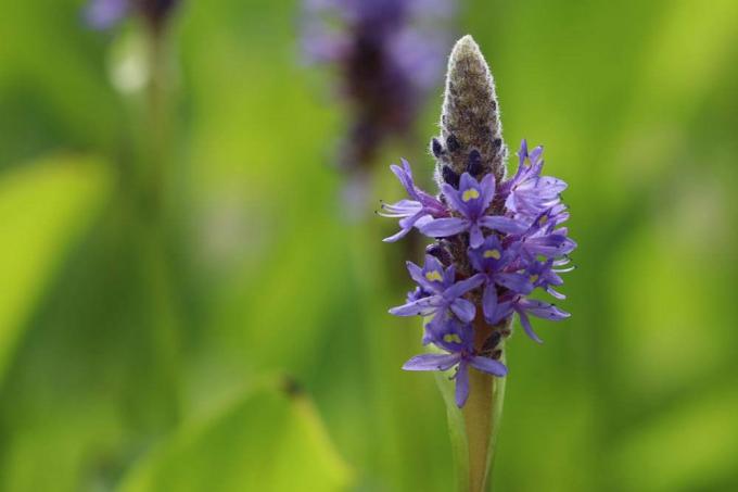 Срчана биљка штуке са љубичасто-плавим ситним цветовима