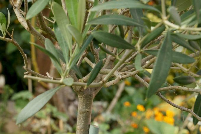Drzewo oliwne to roślina śródziemnomorska