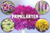 14 raktažolės rūšių: Primula veislės pagal aukštį