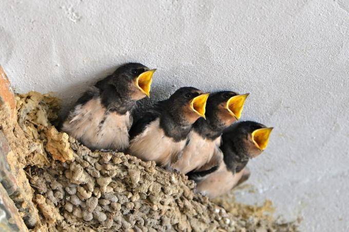 Bébés d'hirondelle rustique dans le nid