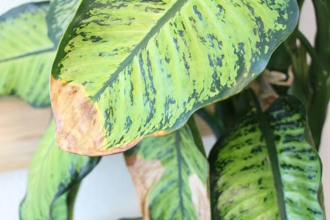 brown leaf tips on house plants