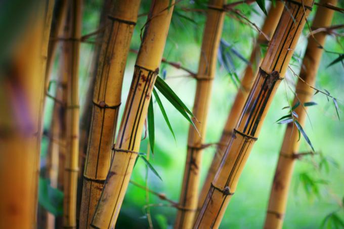 tempo de plantio de bambu