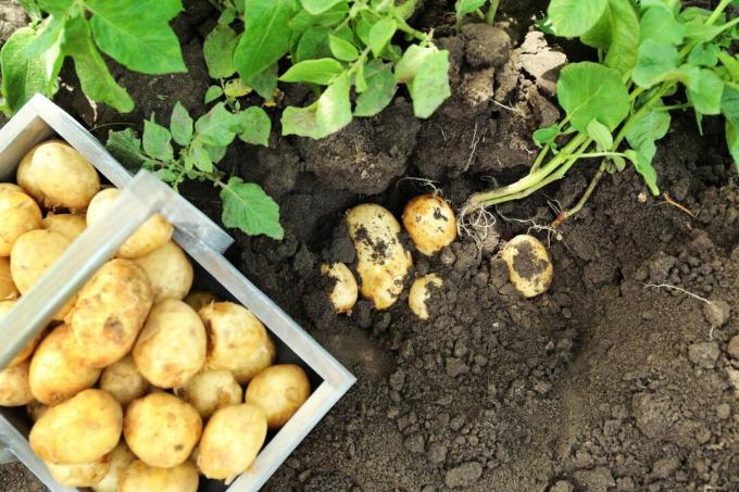 Taze hasat edilmiş yeni patatesler