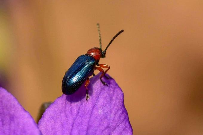 Grain beetle (Oulema melanopus)
