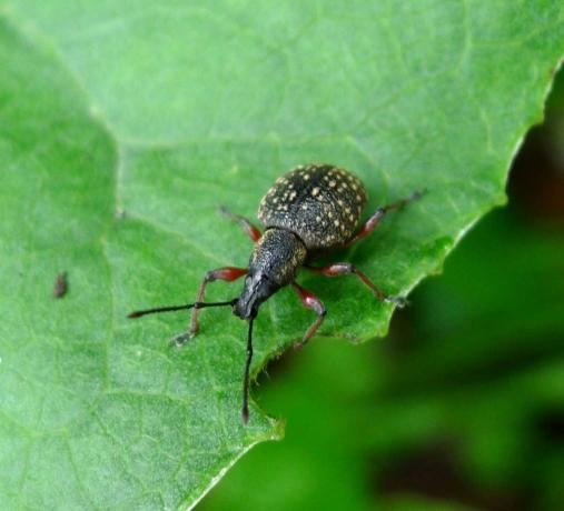 Gândacul gărgăriței viței de vie pe dafin de hrănire cu frunze