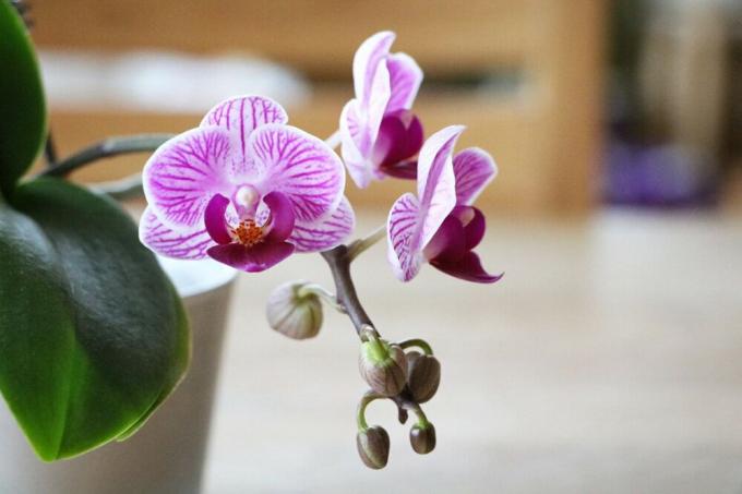 Orchidaceae - Phalaenopsis orhideed