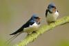 Barn Swallow: Gnezdo, gnezditvena sezona & Co. v profilu
