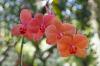 Орхідеї: поради щодо розташування, догляду та розмноження