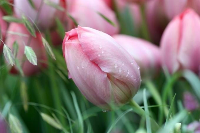 Цветок тюльпана