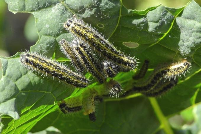 Caterpillars of the great cabbage white butterfly (Pieris brassicae)