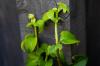 Laipiojančios hortenzijos: augalai, dauginimas ir kt.