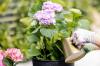 Kiek šalčio gali ištverti hortenzijos vazonuose?