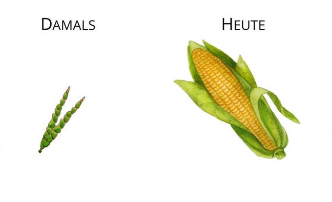Дивље форме Оплемењивање првобитног кукуруза Дивљи кукуруз