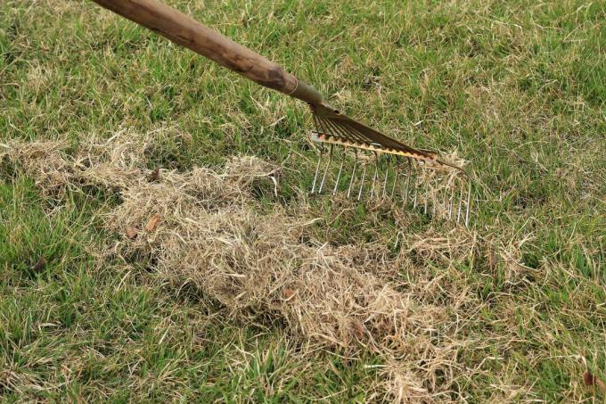 Remove moss with a rake