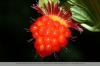 Laxbär, Magnificent Hallon, Rubus spectabilis - vård från A-Ö