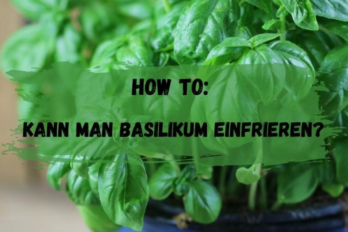 How to: Can you freeze basil? cover photo