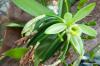 زراعة نبات الفانيليا: النمو والرعاية