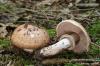 Lamelové houby: přehled s 15 jedlými druhy