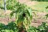Growing eggplant: tips from the experts