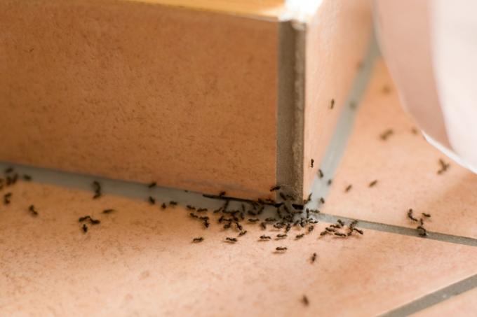 अपार्टमेंट में चींटियां