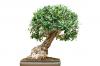 Topraktaki bonsai zararlıları