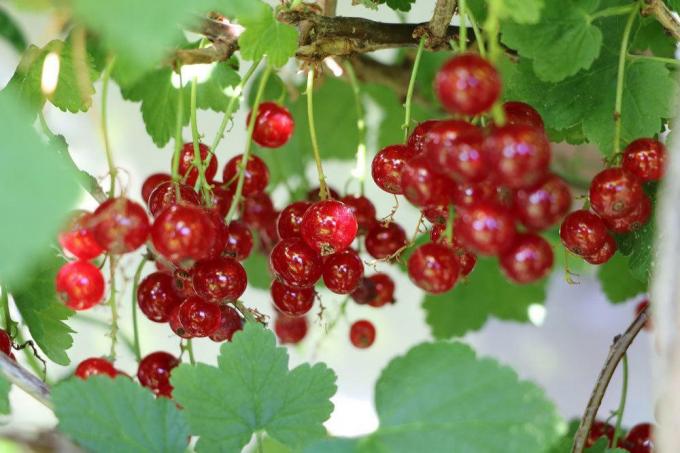 Currants, staying small