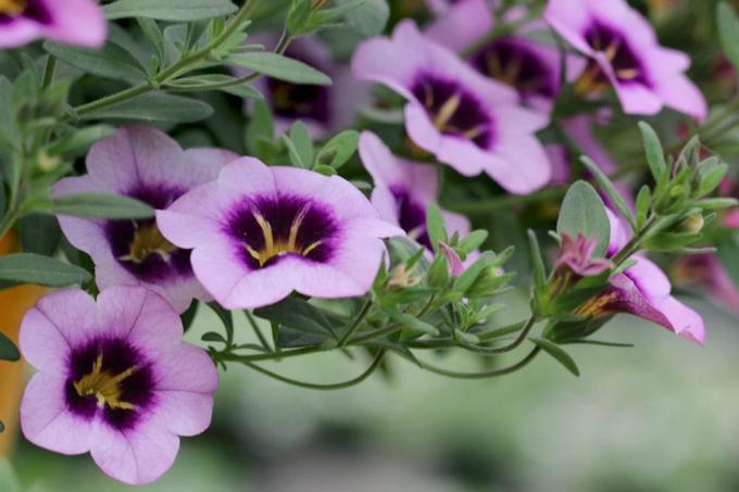 Calibrachoa con fiori viola