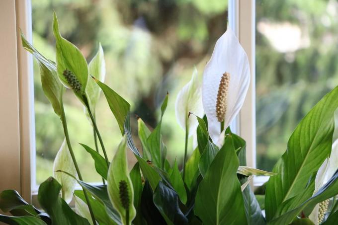 Feuille solide (Spathiphyllum)