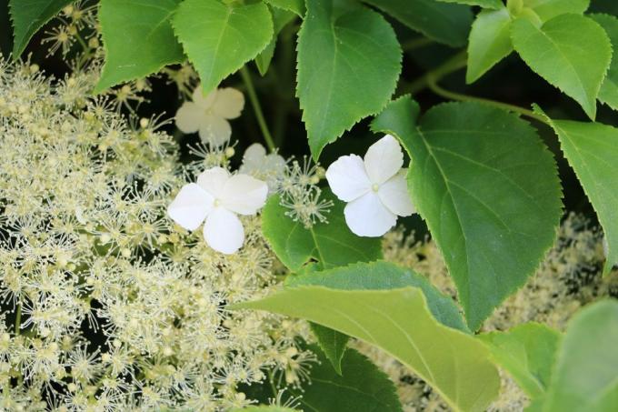 Klimhortensia, Hydrangea petiolaris, met kleine witte bloemen