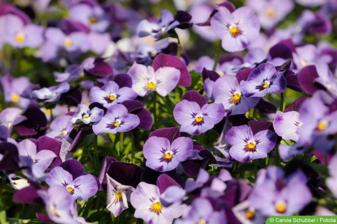 Ragains violets - Viola cornuta