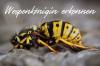 Identify the wasp queen with a picture: size + characteristics
