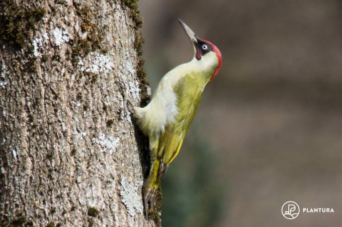 Green woodpecker on tree