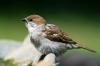 Tree Sparrow: млада птица, размножителен сезон и др