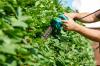 Cutting beech hedges: instructions from the experts