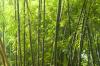 Vad är livslängden för bambu?