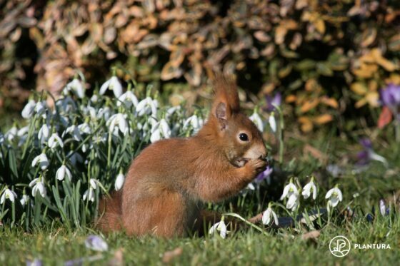 Attirez les écureuils et installez-les dans le jardin