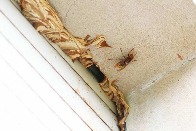 Hornets' nest roller shutter box