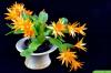 Velikonoční kaktus: péče od A-Z