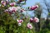Magnolia Blossom: Tips till garanterad blomning