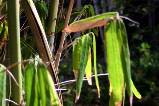бамбук высох