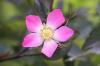 Metsikute rooside liigid: 20 ilusaimat metsroosi