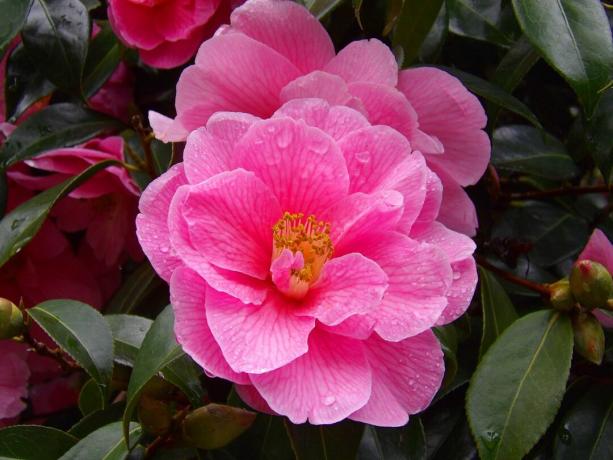 Jarný sľub kamélie ružový kvet