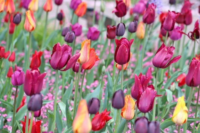 Tulipány, tulipány